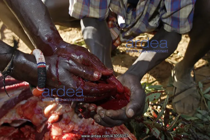 : Person during the Pokot Sapana Ceremony Kenya : Person during the Pokot Sapana Ceremony Kenya