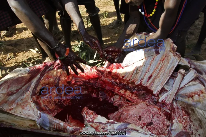 : Person during the Pokot Sapana Ceremony Kenya : Person during the Pokot Sapana Ceremony Kenya