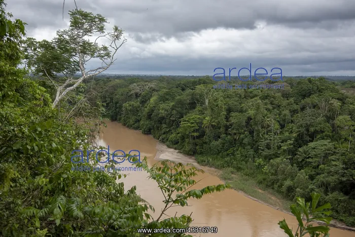 : PERU. Amazon rain forest, river Las Piedras, south : PERU. Amazon rain forest, river Las Piedras, south