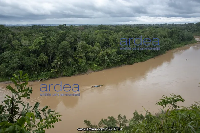 : PERU. Amazon rain forest, river Las Piedras, south : PERU. Amazon rain forest, river Las Piedras, south