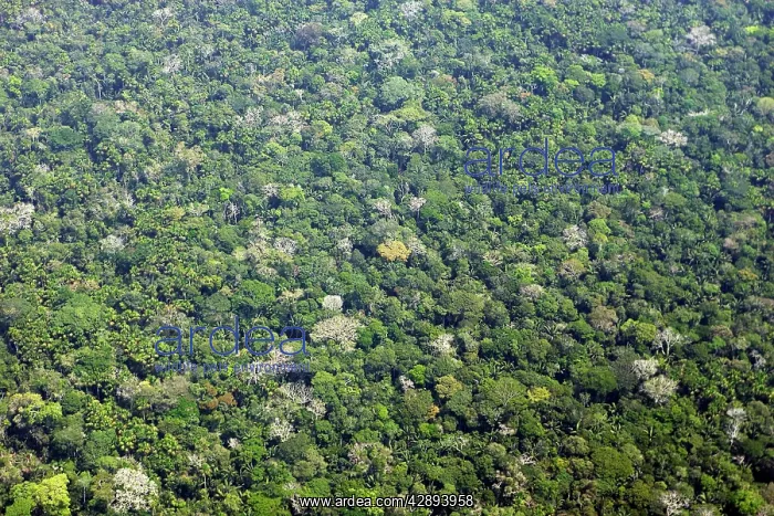 : Peru - Amazon Rainforest : Peru - Amazon Rainforest