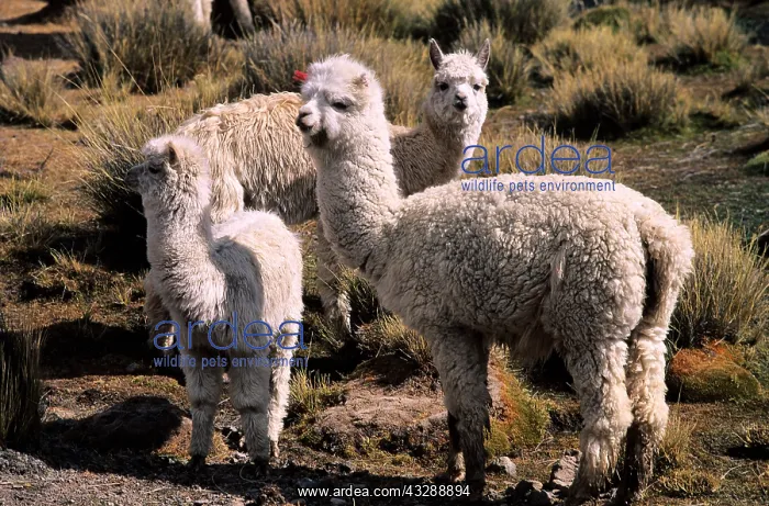 : Peru, Arequipa Department, Canyon del Colca, al : Peru, Arequipa Department, Canyon del Colca, al