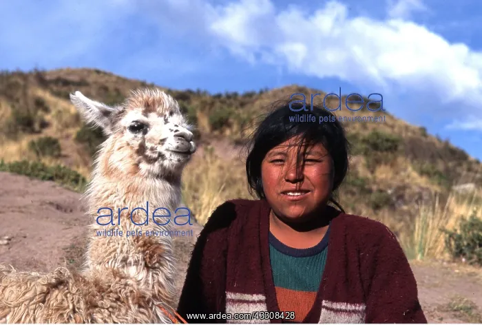 : Peru - Indian girl and llama : Peru - Indian girl and llama