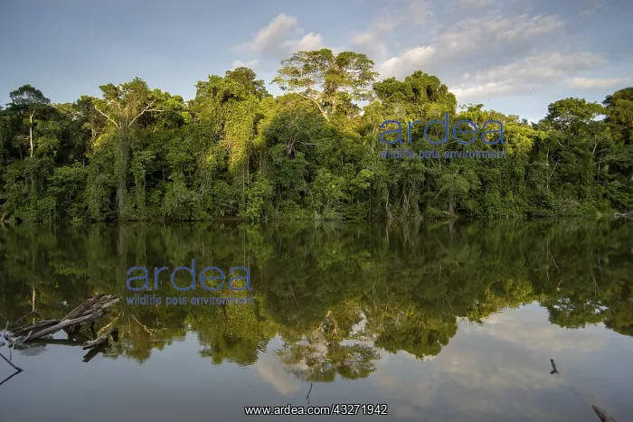 : PERU. Lake Sloledad, Amazon rain forest, south eastern : PERU. Lake Sloledad, Amazon rain forest, south eastern
