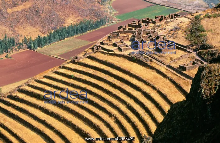  : Peru - Pisac: agricultural terrasses Inca