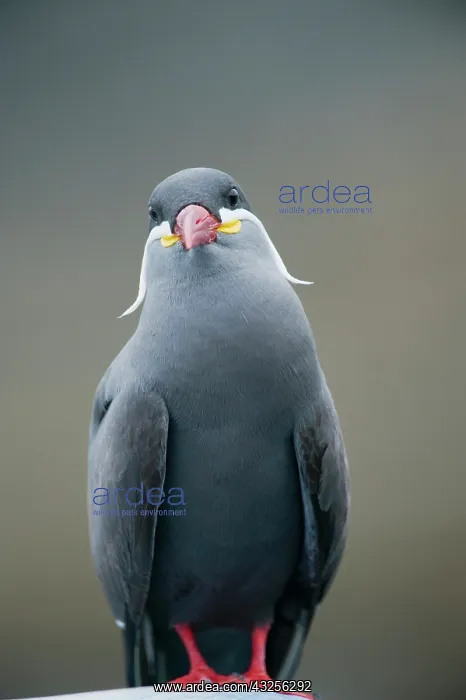 : Peru, Pucusana, Inca Tern (Larosterna inca) : Peru, Pucusana, Inca Tern (Larosterna inca)