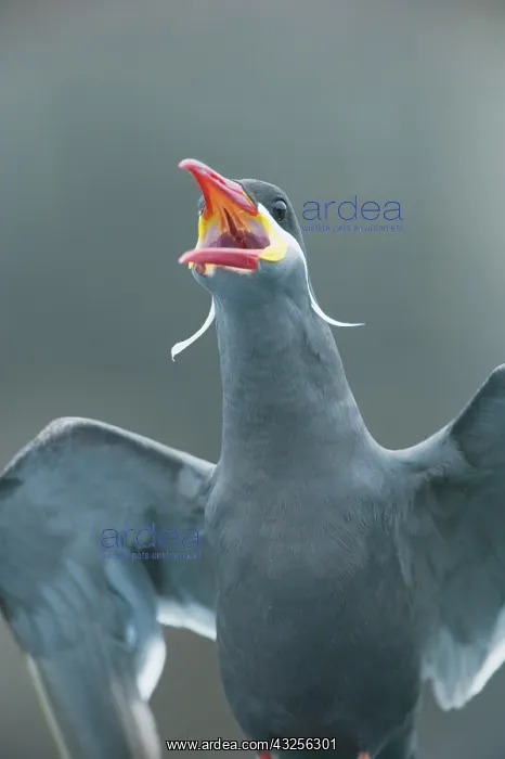 : Peru, Pucusana, Inca Tern (Larosterna inca) : Peru, Pucusana, Inca Tern (Larosterna inca)