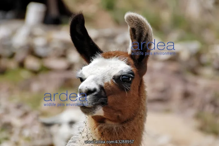 : Peru, Puno Province, Puno, Fondo Chinchero, the : Peru, Puno Province, Puno, Fondo Chinchero, the