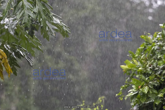 : PERU, rain in the amazon rain forest : PERU, rain in the amazon rain forest