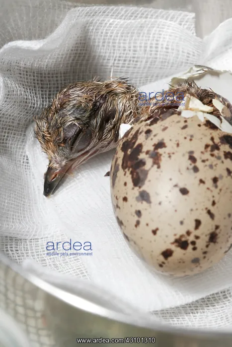  : Peru Thick-knee ( Burhinus superciliaris ) hatching