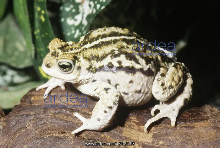 : Peru Toad (Bufo trifolium) : Peru Toad (Bufo trifolium)