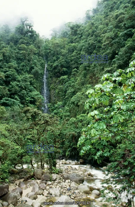 : PERU - Waterfall in the Cloud Forest : PERU - Waterfall in the Cloud Forest
