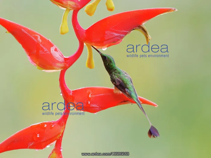  : Peruvian Booted Racket Tail - on heliconia flowe