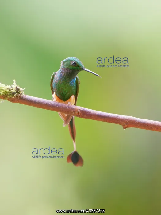 : Peruvian Booted Racket Tail Ocreatus peruanus Ec : Peruvian Booted Racket Tail Ocreatus peruanus Ec