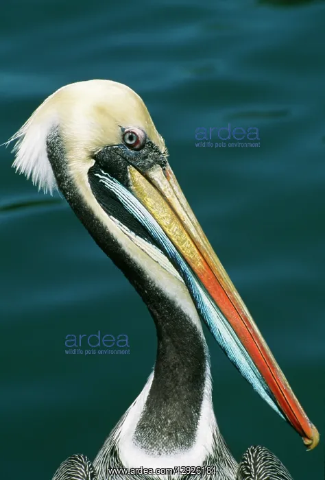 : Peruvian Brown PELICAN - portrait : Peruvian Brown PELICAN - portrait
