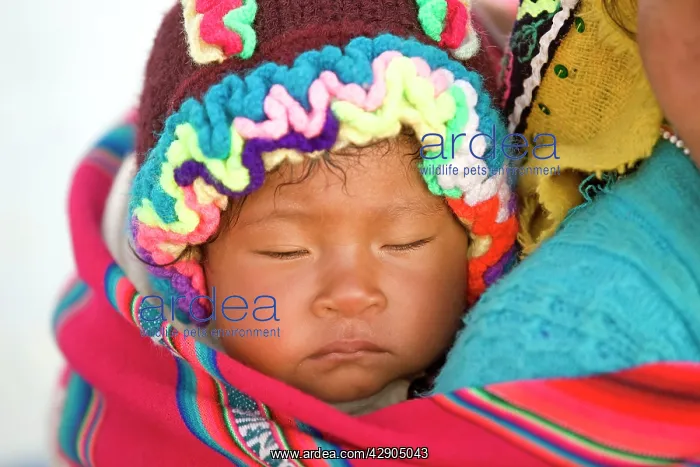 : Peruvian child sleeping on mother's back - near : Peruvian child sleeping on mother's back - near