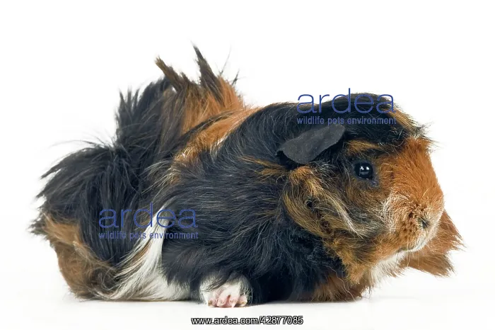  : Peruvian Guinea Pig