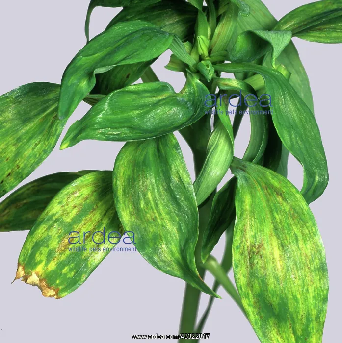 : Peruvian lily : Peruvian lily