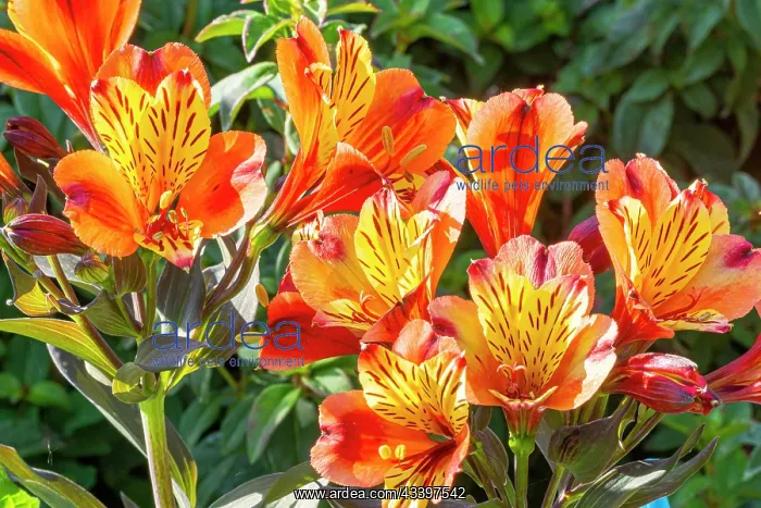 : Peruvian Lily, Alstroemeria Indian Summer, flowers : Peruvian Lily, Alstroemeria Indian Summer, flowers