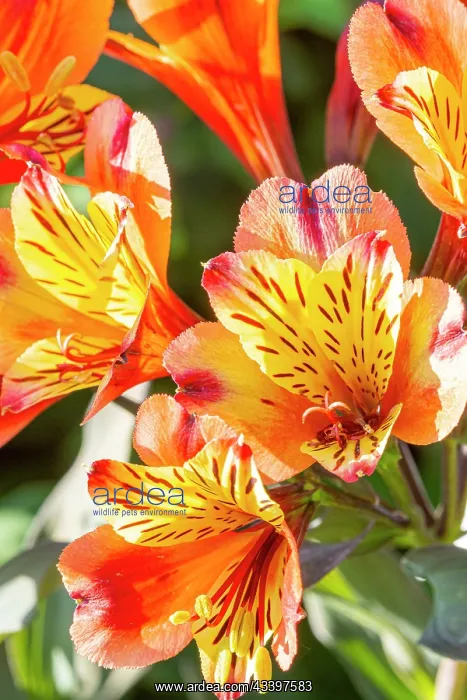 : Peruvian Lily, Alstroemeria Indian Summer, flowers : Peruvian Lily, Alstroemeria Indian Summer, flowers