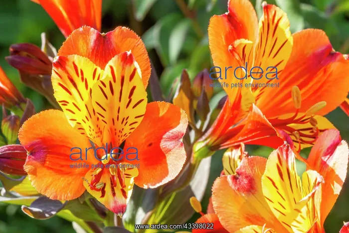 : Peruvian Lily, Alstroemeria Indian Summer, flowers : Peruvian Lily, Alstroemeria Indian Summer, flowers
