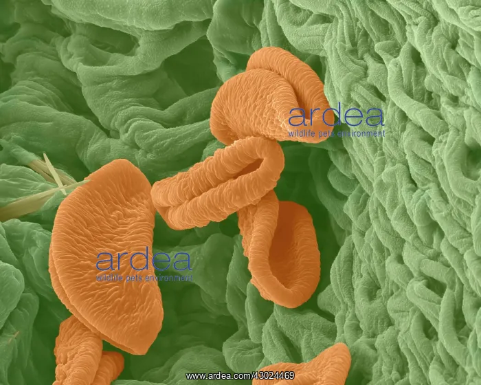 : Peruvian Lily / Alstroemeria Pollen on Anther : Peruvian Lily / Alstroemeria Pollen on Anther