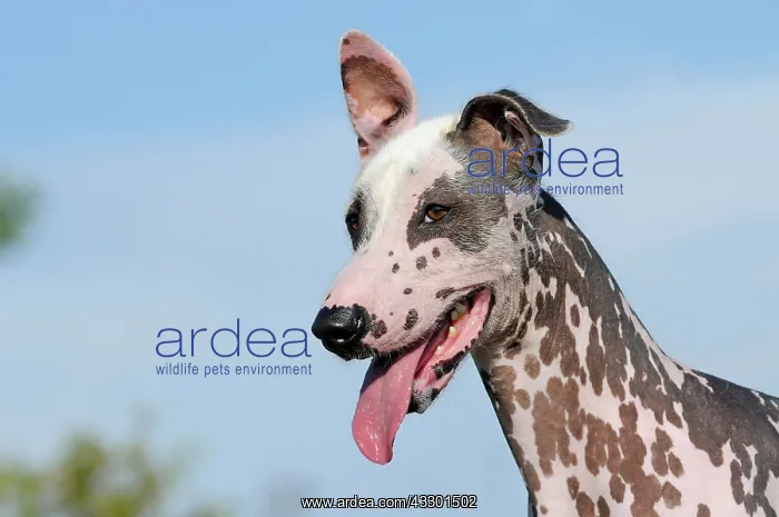 : Peruvian naked dog, Perro sin pelo del Per&, x2b20b61;le : Peruvian naked dog, Perro sin pelo del Per&, x2b20b61;le