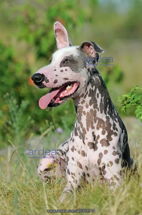 : Peruvian naked dog, Perro sin pelo del Per&, x2b20b61;le : Peruvian naked dog, Perro sin pelo del Per&, x2b20b61;le