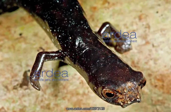  : Peruvian Palm Foot Salamander