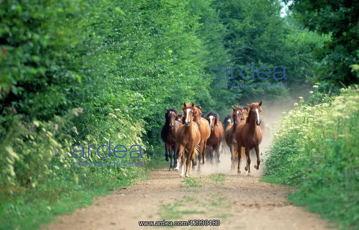 : Peruvian Paso Horses