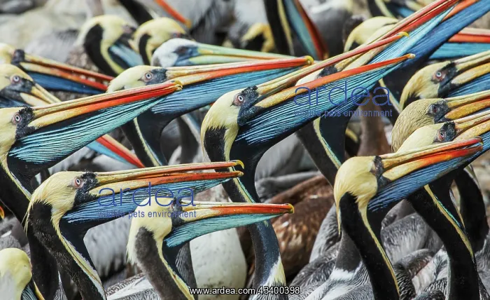 : Peruvian pelicans flock gathering for possible meal : Peruvian pelicans flock gathering for possible meal