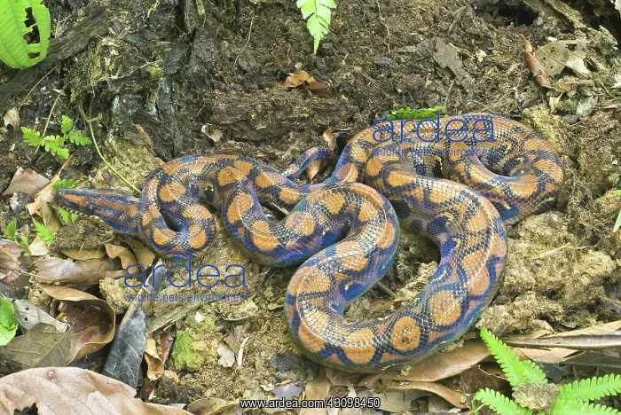 : Peruvian rainbow boa : Peruvian rainbow boa