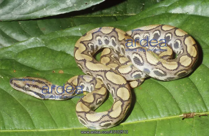 : Peruvian Rainbow Boa : Peruvian Rainbow Boa