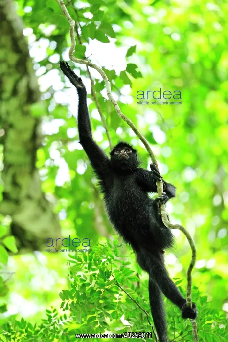 : Peruvian Spider Monkey / Black-faced Black Spider : Peruvian Spider Monkey / Black-faced Black Spider