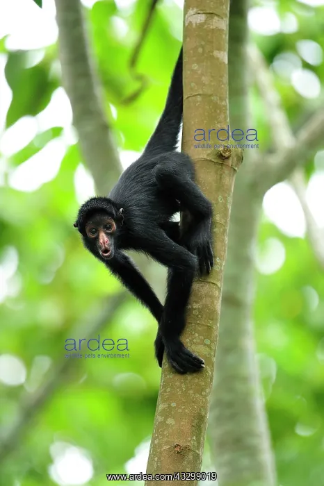 : Peruvian Spider Monkey / Black-faced Black Spider : Peruvian Spider Monkey / Black-faced Black Spider