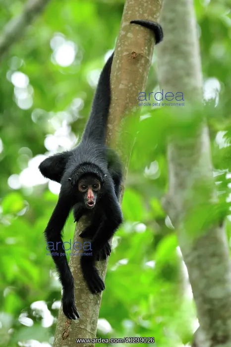 : Peruvian Spider Monkey / Black-faced Black Spider : Peruvian Spider Monkey / Black-faced Black Spider