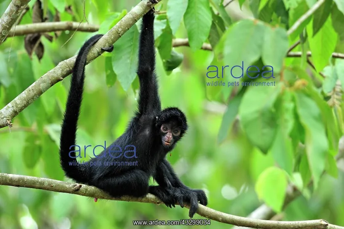 : Peruvian Spider Monkey / Black-faced Black Spider : Peruvian Spider Monkey / Black-faced Black Spider