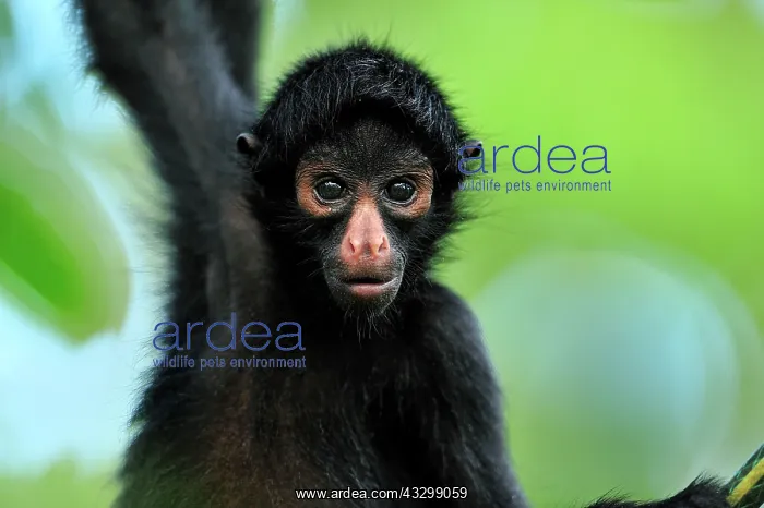 : Peruvian Spider Monkey / Black-faced Black Spider : Peruvian Spider Monkey / Black-faced Black Spider