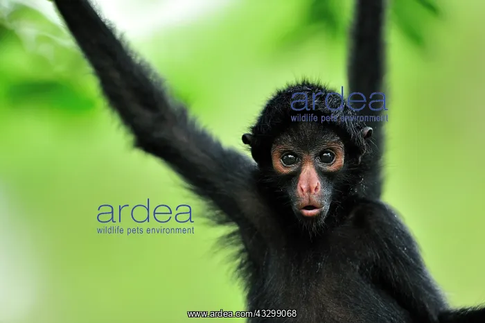 : Peruvian Spider Monkey / Black-faced Black Spider : Peruvian Spider Monkey / Black-faced Black Spider