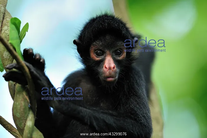  : Peruvian Spider Monkey  /  Black-faced Black Spider