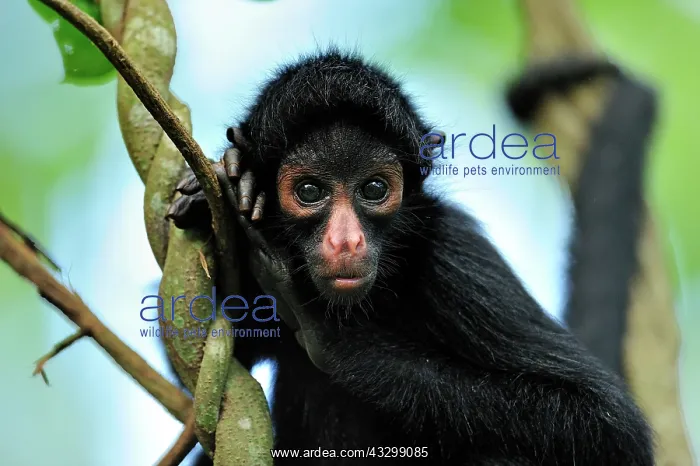 : Peruvian Spider Monkey / Black-faced Black Spider : Peruvian Spider Monkey / Black-faced Black Spider
