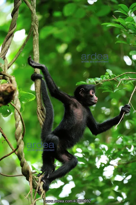 : Peruvian Spider Monkey / Black-faced Black Spider : Peruvian Spider Monkey / Black-faced Black Spider