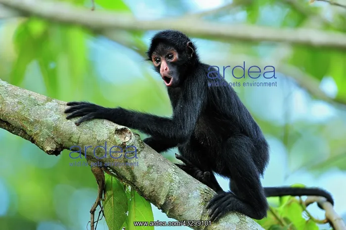 : Peruvian Spider Monkey / Black-faced Black Spider : Peruvian Spider Monkey / Black-faced Black Spider