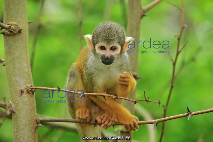 : Peruvian Squirrel Monkey / Black-capped Squirrel : Peruvian Squirrel Monkey / Black-capped Squirrel
