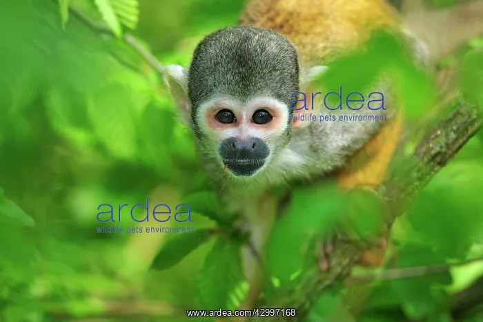 : Peruvian Squirrel Monkey / Black-capped Squirrel : Peruvian Squirrel Monkey / Black-capped Squirrel