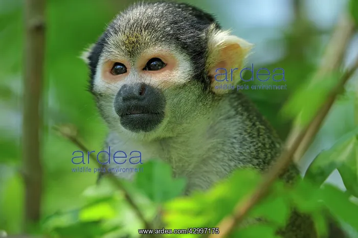 : Peruvian Squirrel Monkey / Black-capped Squirrel : Peruvian Squirrel Monkey / Black-capped Squirrel