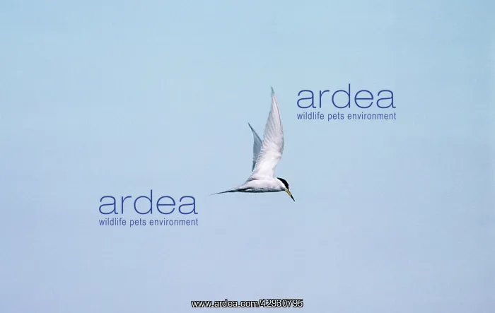 : Peruvian Tern : Peruvian Tern