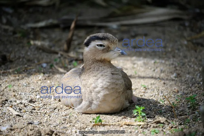 : Peruvian Thick-knee (Burhinus superciliaris) lying : Peruvian Thick-knee (Burhinus superciliaris) lying