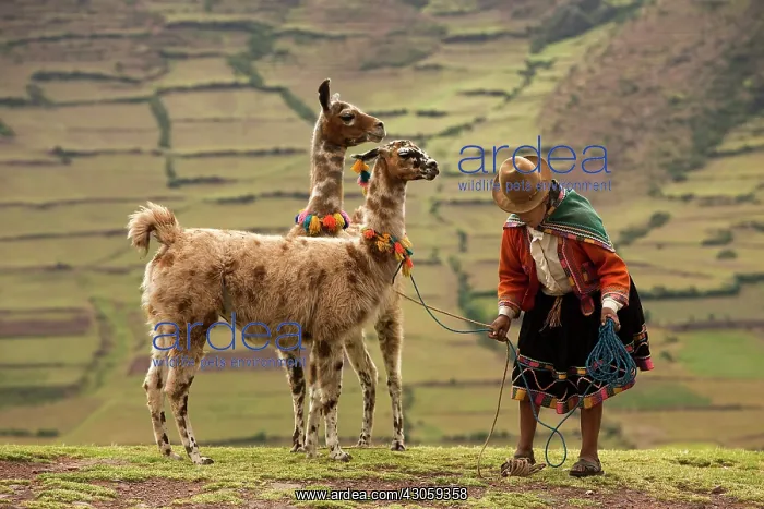 : Peruvian woman with two speckled Lamas Peru : Peruvian woman with two speckled Lamas Peru
