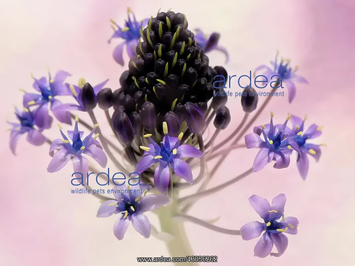 : PeruvianSquill : PeruvianSquill